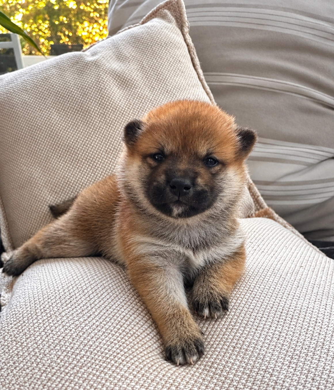 Chiot N°1 - Shiba