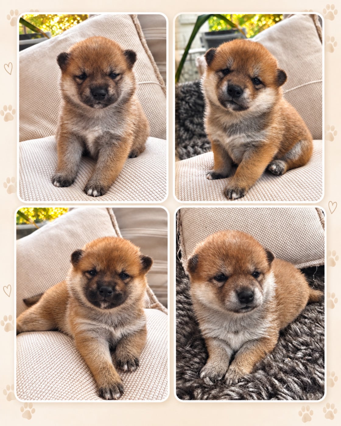 Shiba - Des lianes de mysore