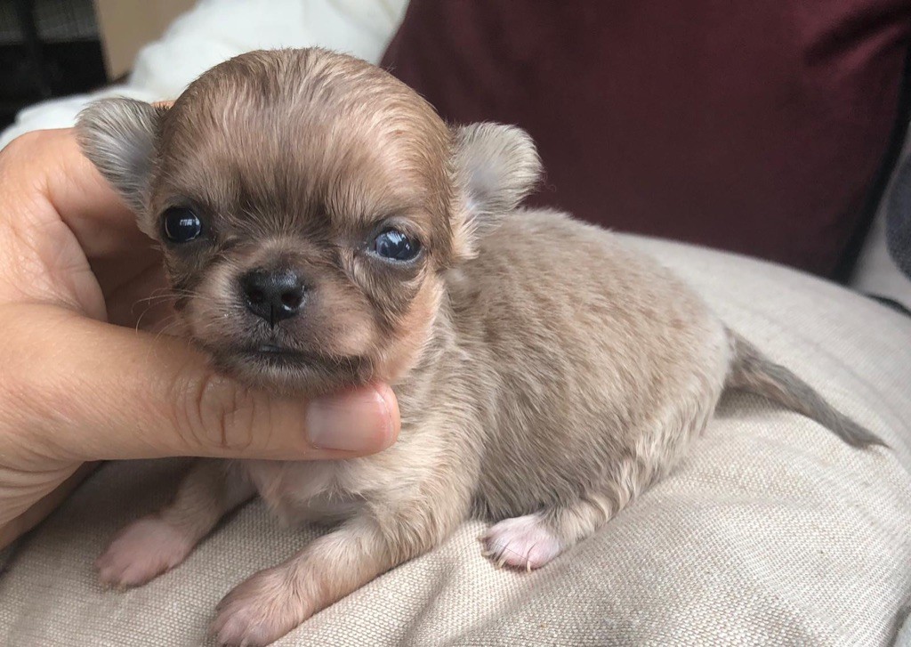 CHIOT - Chihuahua