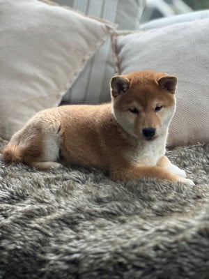 Les chiots de Shiba