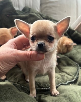 Les chiots de Chihuahua
