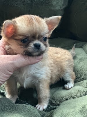 Les chiots de Chihuahua