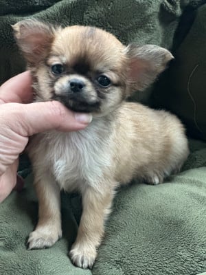 Les chiots de Chihuahua