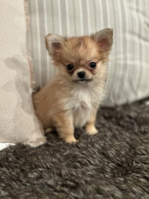 Les chiots de Chihuahua