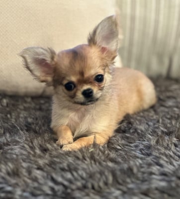 Les chiots de Chihuahua