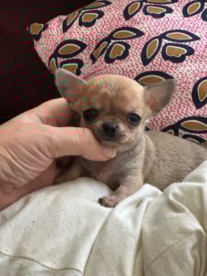 Les chiots de Chihuahua