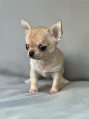 Les chiots de Chihuahua