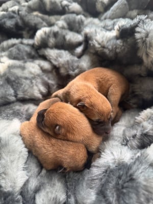 Les chiots de Shiba
