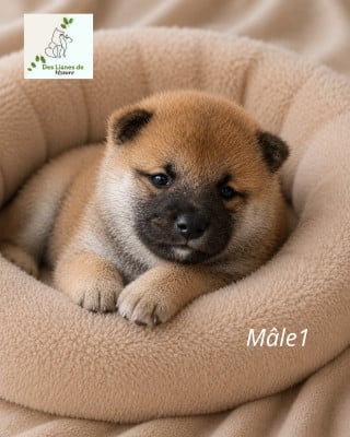 Les chiots de Shiba