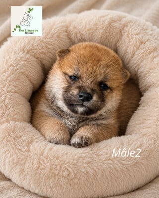 Les chiots de Shiba