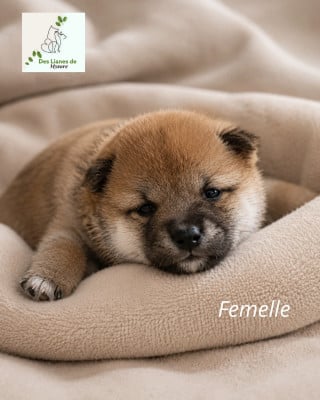 Les chiots de Shiba