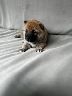 Les chiots de Shiba