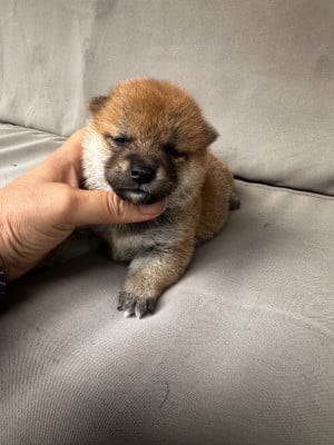 Les chiots de Shiba