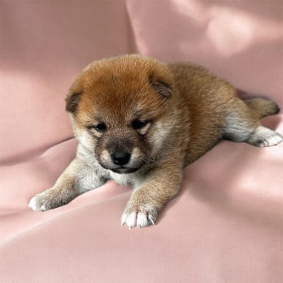Les chiots de Shiba
