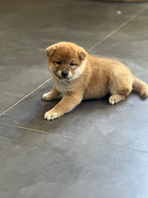 Les chiots de Shiba