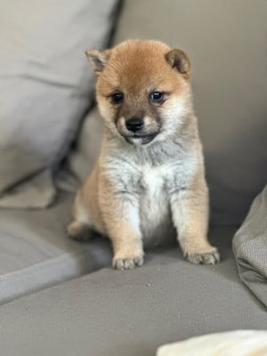 Les chiots de Shiba