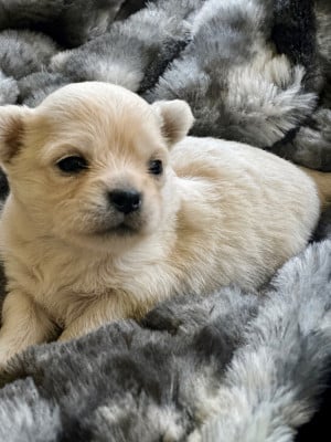 Les chiots de Chihuahua