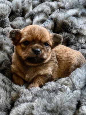 Les chiots de Chihuahua