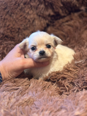Les chiots de Chihuahua