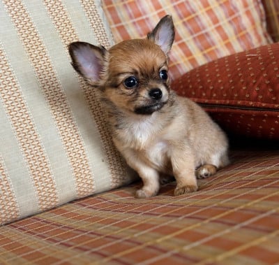 Les chiots de Chihuahua
