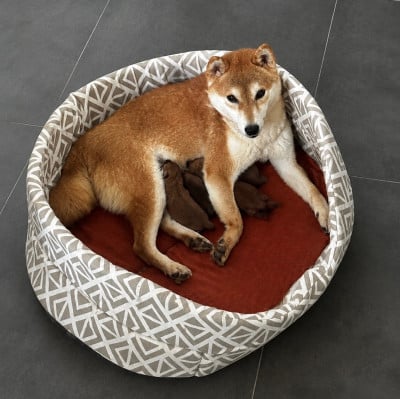 Les chiots de Shiba