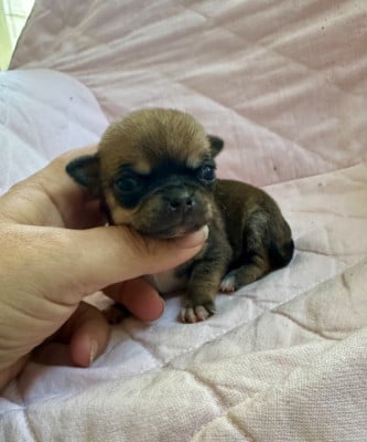 Chihuahua
