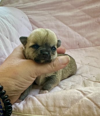 Chiot N°4 - Chihuahua