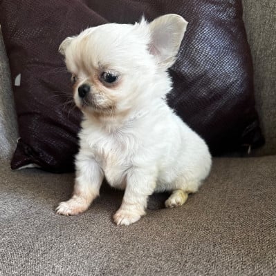 Les chiots de Chihuahua