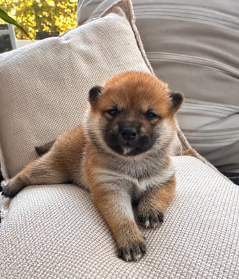 Les chiots de Shiba