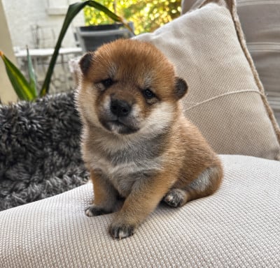Les chiots de Shiba