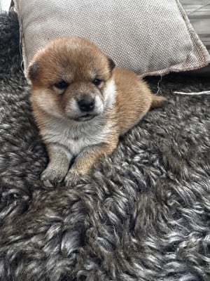 Les chiots de Shiba