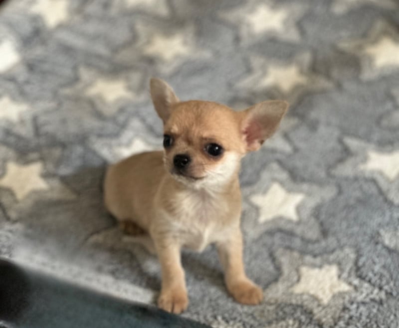 Chihuahua - Des lianes de mysore