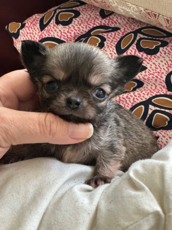 Chihuahua - Des lianes de mysore