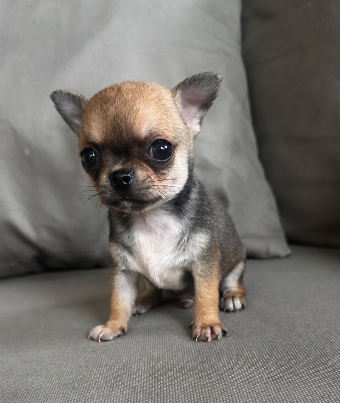 Chihuahua - Des lianes de mysore