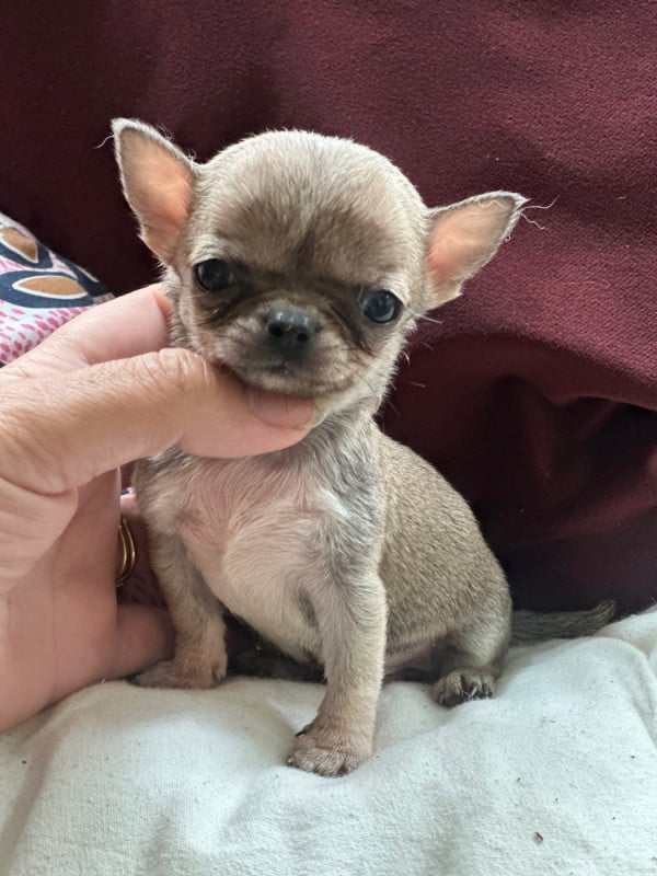 Chihuahua - Des lianes de mysore