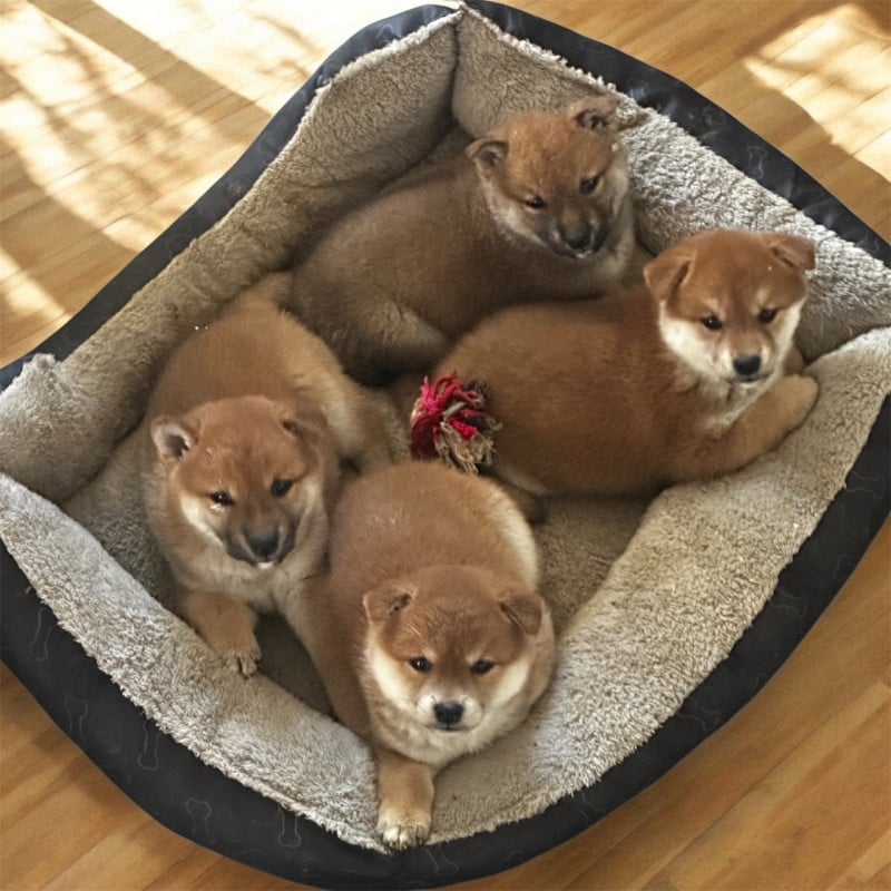 Shiba - Des lianes de mysore