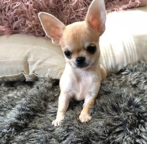 Chihuahua - Des lianes de mysore