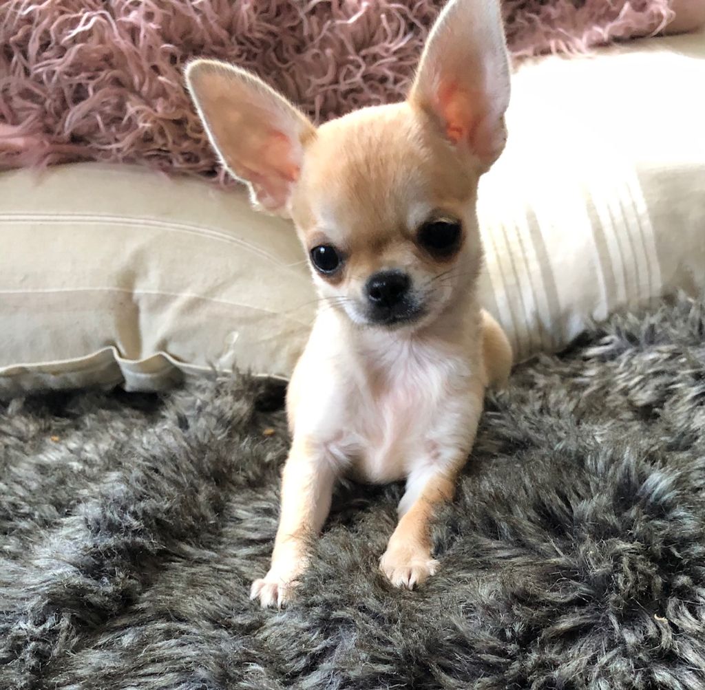 Chihuahua