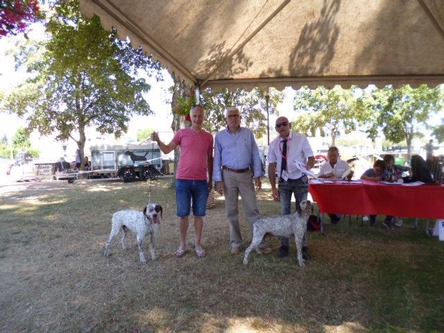 CH. Gaystar du Pech du Cayrol - CCHF : 1er Exc CACIB-BOB-2è Lot d'affixe avec Capy et Indy