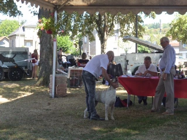 CH. Capy du Pech du Cayrol - CCH : 1er Exc RCACIB