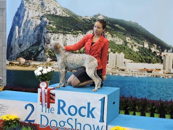 CH. Gaystar du Pech du Cayrol - 2 X CACG-CACIB-BOB