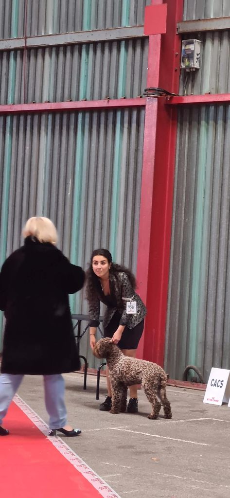 Roméo du Pech du Cayrol - 1er Exc CACS-CACIB-BOS