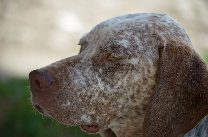 CH. Gaystar du Pech du Cayrol - 2 X CAC QC-CACIB + 1 BOB