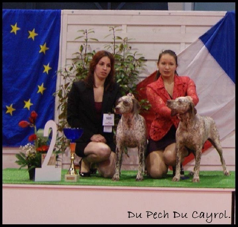 CH. Gaystar du Pech du Cayrol - CCH : 1er Exc RCACIB