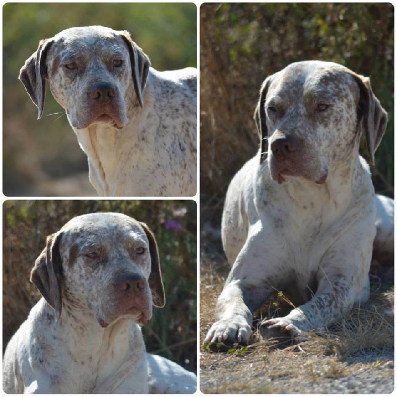 CH. Capy du Pech du Cayrol - Multi CACS-CACIB-BOB-WWDS