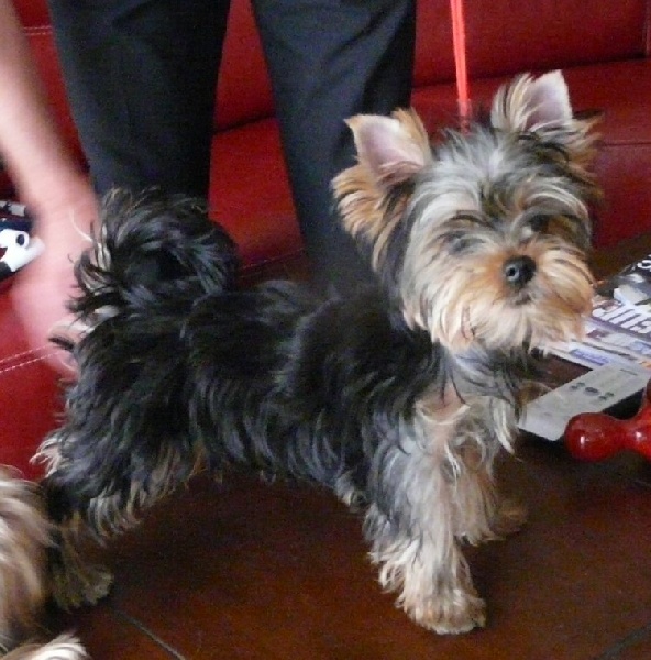 Einstein de Brunehault