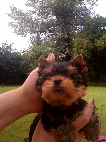 Einstein de Brunehault