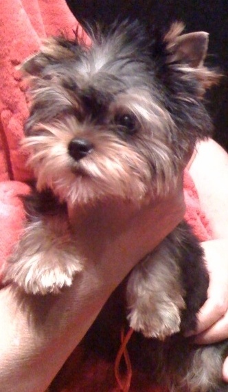 Einstein de Brunehault