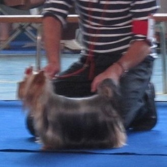 Funny girl des Coteaux de Rompsay - 2 Excellent (Classe jeune)