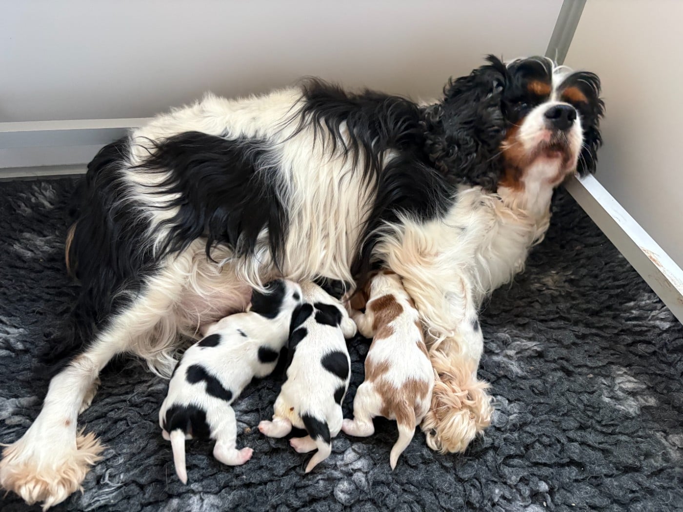 Cavalier King Charles Spaniel - du comte de Batz Castelmore